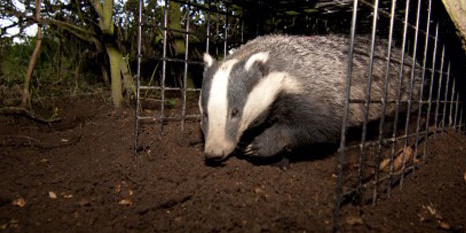 Badger in woodland